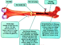 Kırmızı Kemik İliği Türleri ve Özellikleri