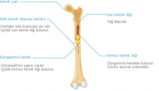 Sarı İlik İliğin Vücuttaki Konumu