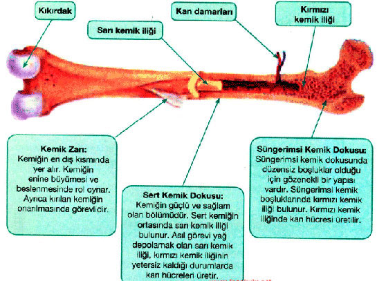 Kırmızı Kemik İliği Türleri ve Özellikleri