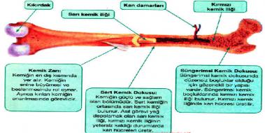 Kırmızı Kemik İliği, Türleri ve Özellikleri Kırmızı Kemik İliği